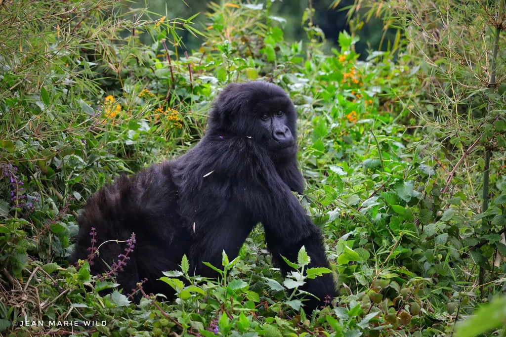 3 Days Rwanda Mountain Gorilla Tour