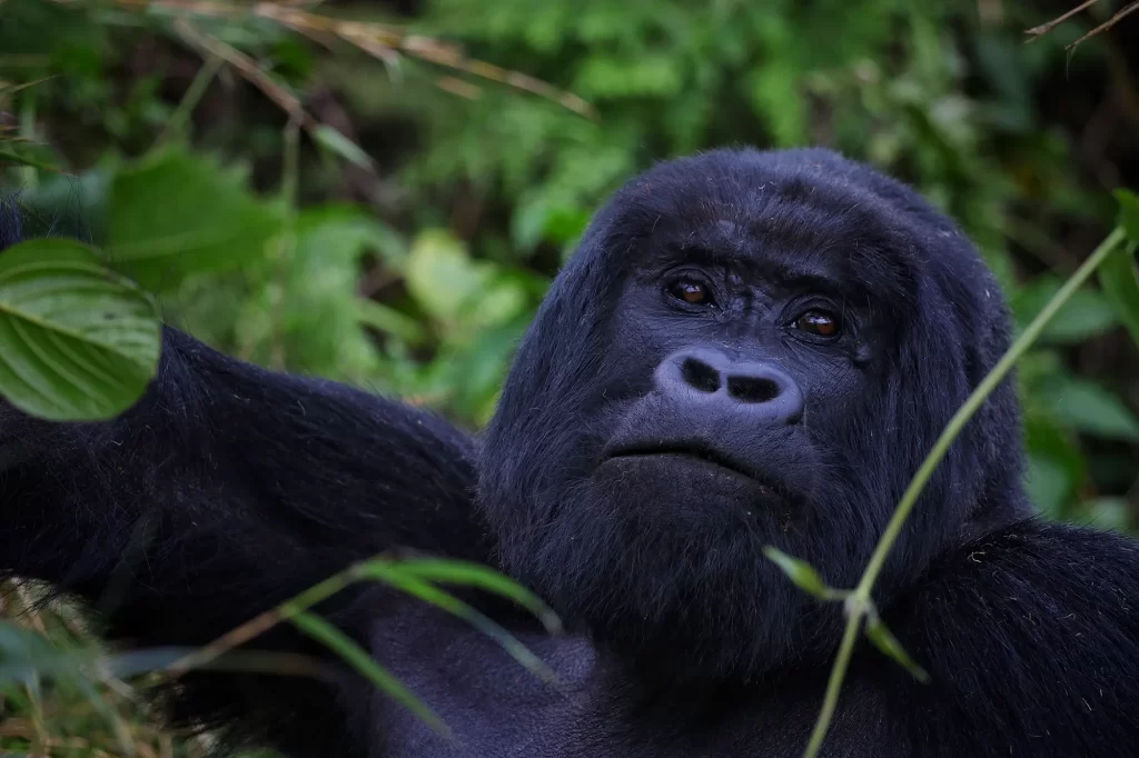 3 Days Rwanda Mountain Gorilla Tour